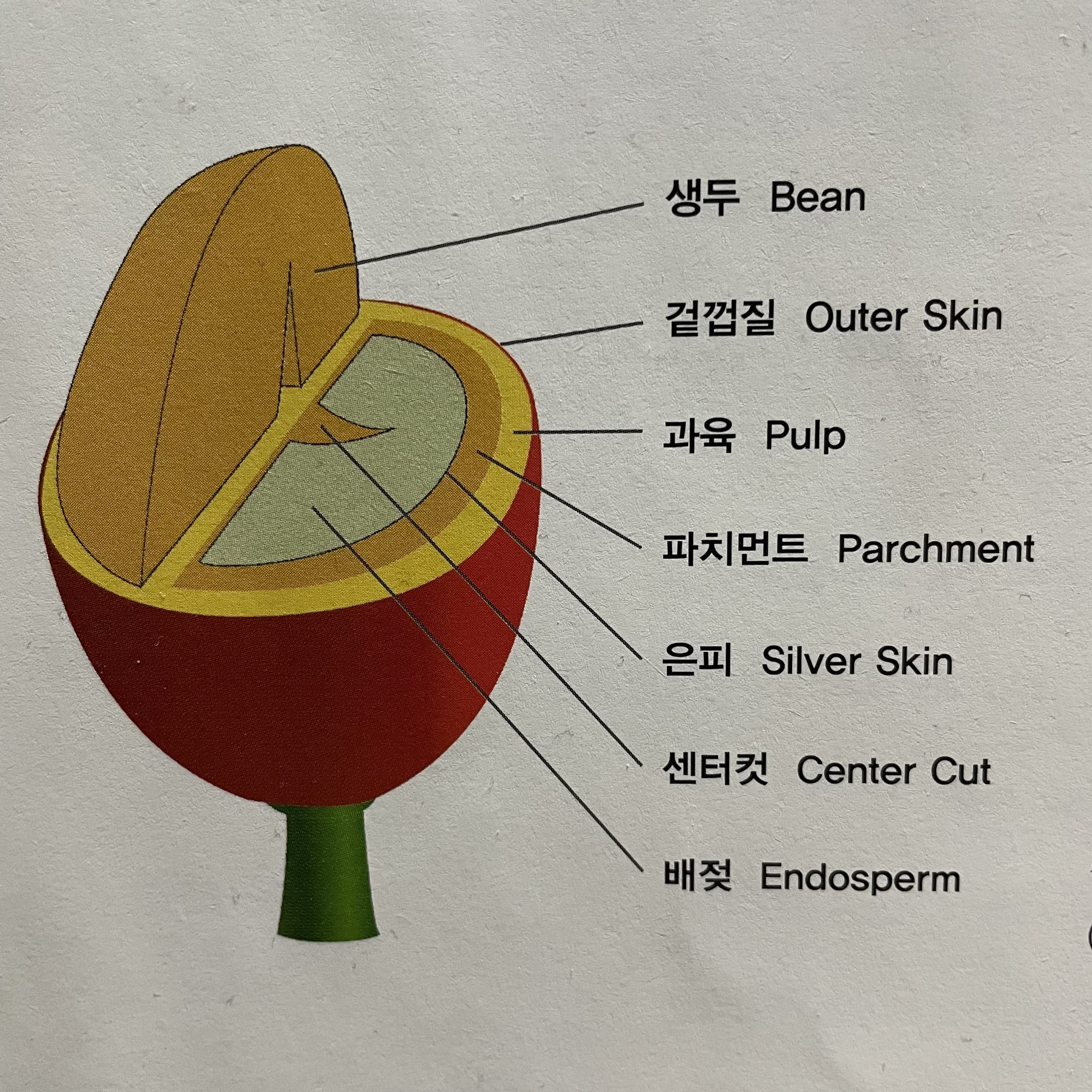 커피 체리의 구조