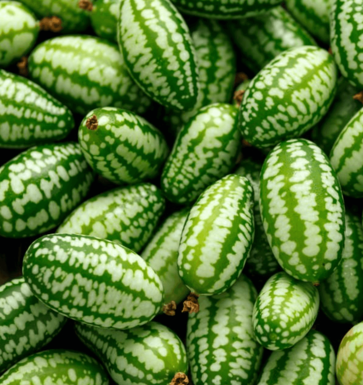 쿠카멜론의 유래와 먹는방법 효능