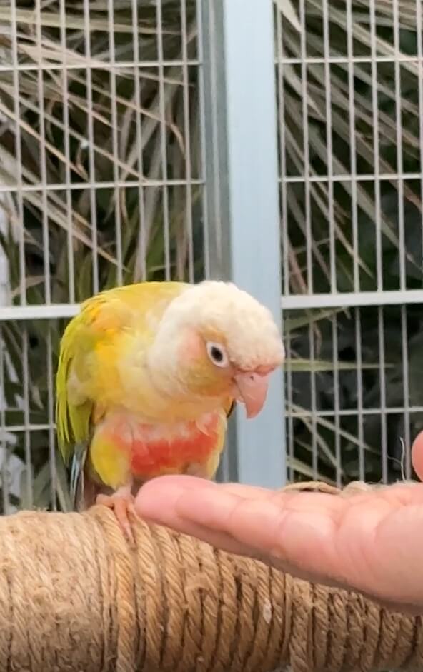 오산버드파크_앵무새 먹이체험