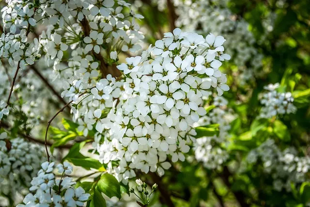 싸리버섯 채취시기종류 정보를 정리_7