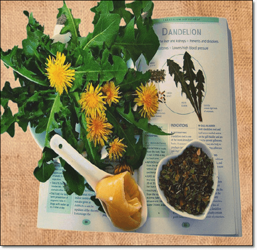 민들레에 관련된 책