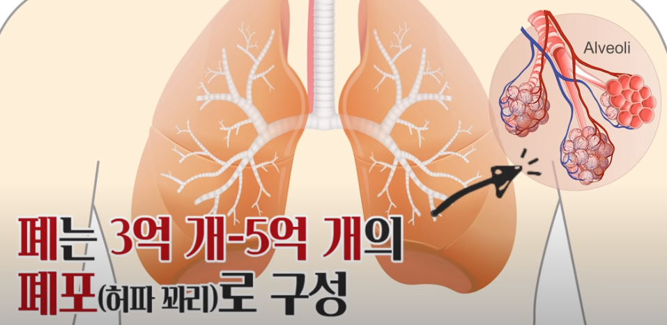 폐포에 대한 설명