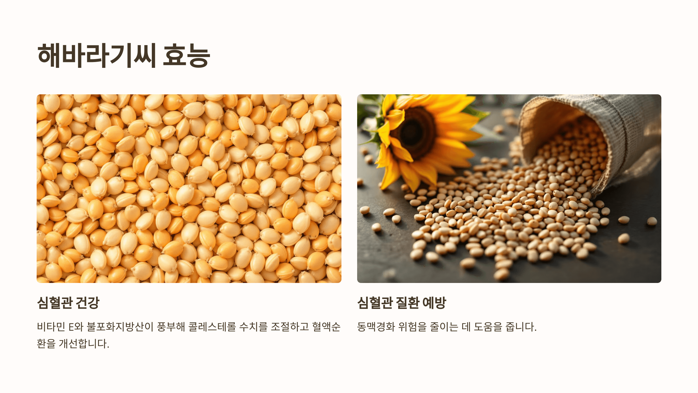 해바라기 사진입니다.