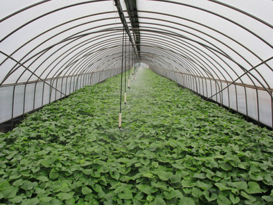 전북 익산 고구마순 택배 주문 방법