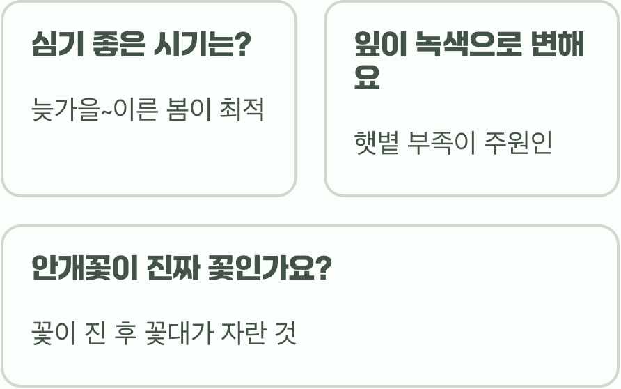 자엽안개나무 키우기 A to Z (묘목 심기부터 관리까지)