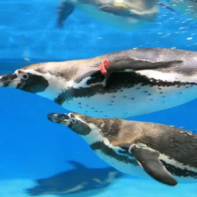 코엑스 아쿠아리움 할인 총정리: 가장 저렴하게 즐기는 방법