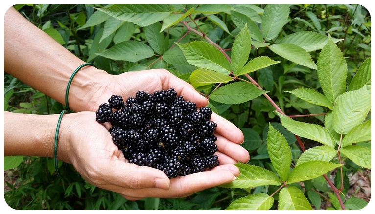 복분자 수확시기, 제철 정보