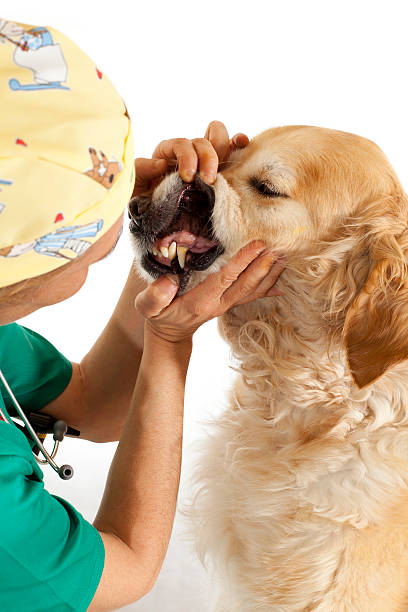 반려동물 치과 치료&amp;#44; 보험 적용 가능할까?