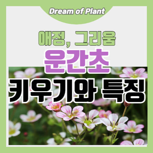 운간초 키우기와 특징 썸네일 이미지