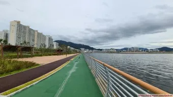 마산 해안도로 5월의 꽃 다정큼나무 산딸나무 해당화_3