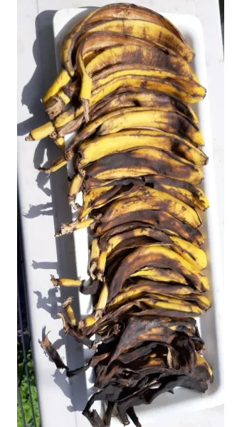 바나나 껍질 비료 활용 희석사용시기 냄새방지 천연영양 가이드_2