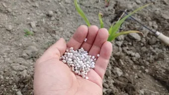 비료 주는 시기 기비 추비 요소 인산 가리 엽면시비_26