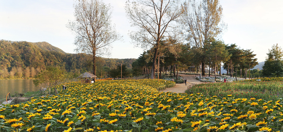2024 가평 자라섬 꽃 페스타: 북한강 가을 꽃축제&amp;#44; 할인 혜택&amp;#44; 프로그램&amp;#44; 주차팁