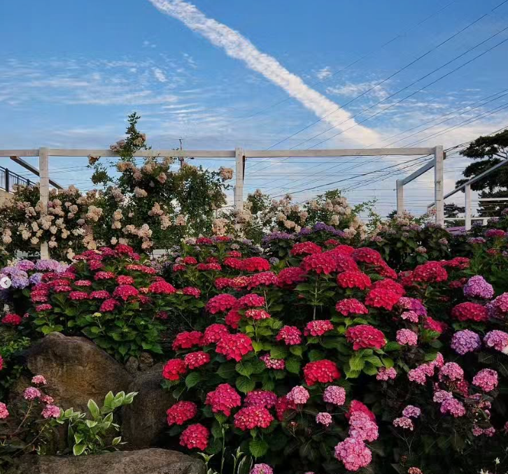 지금 안 가면 1년 기다려야 해! 제주 아일로사 장미정원, 6월 꽃구경 명소!