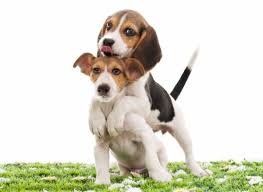 마운팅하는 개 두마리의 모습