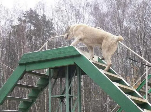 알라바이 훈련