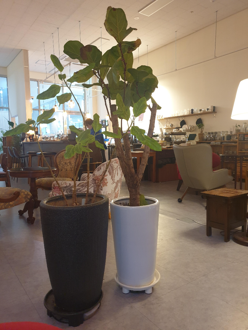 여러 화분들이 놓여 있는데 꽤나 어울린다.