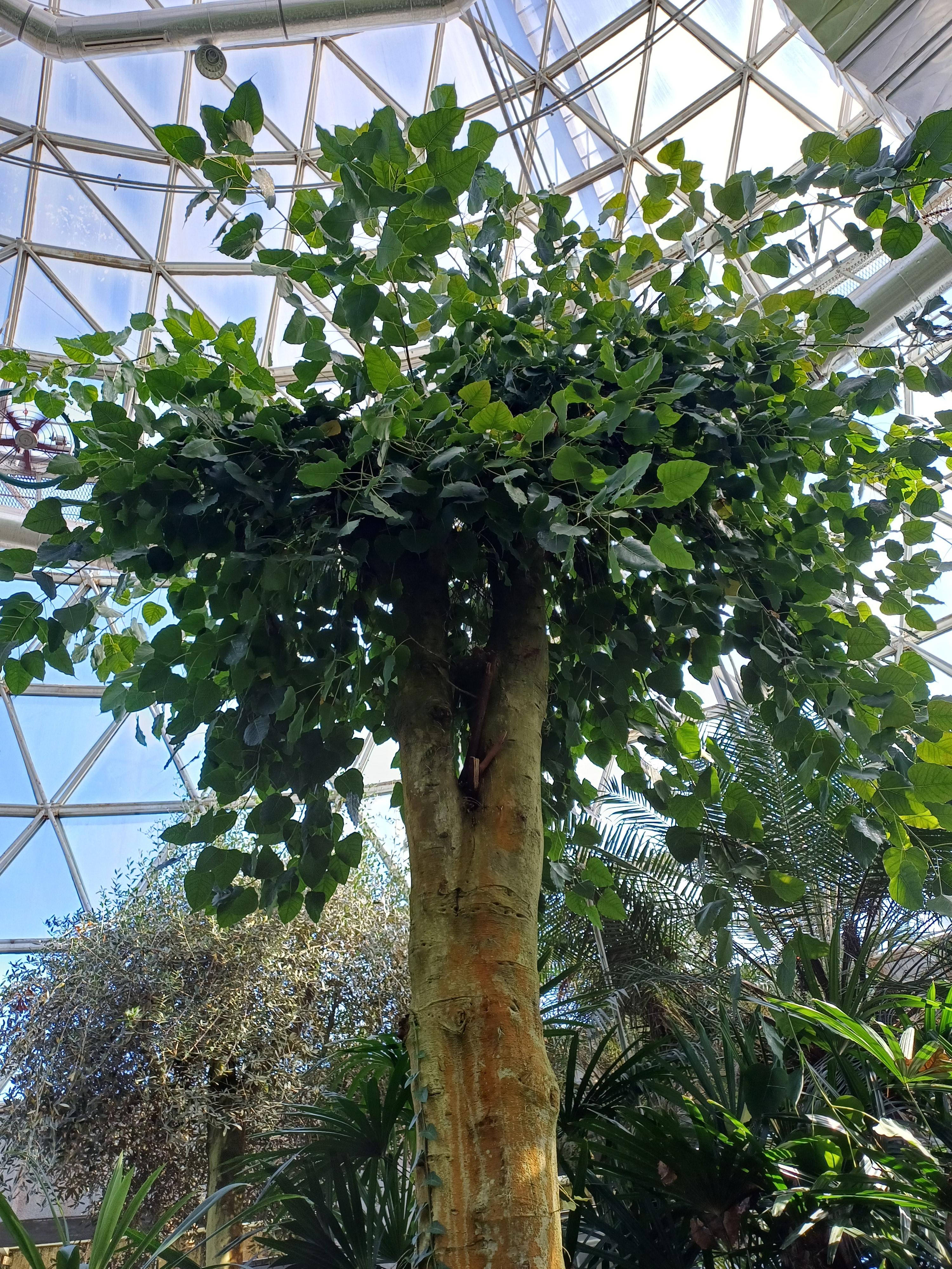 금강수목원-온실-보리수고무나무