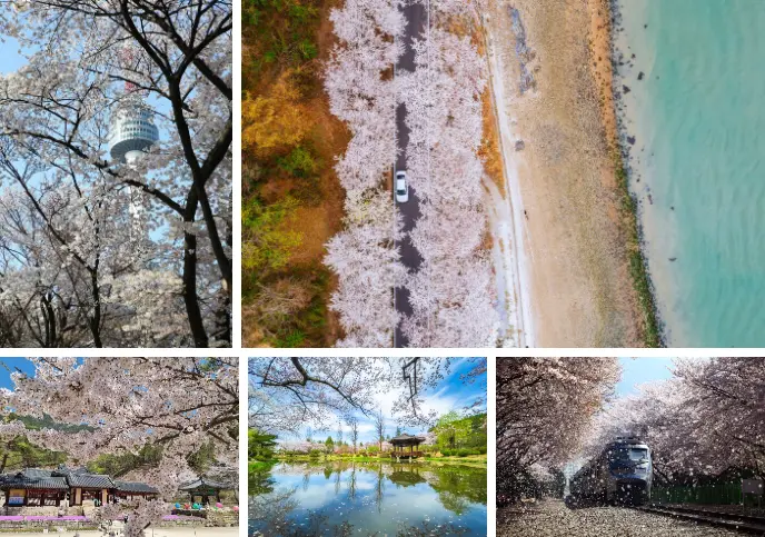 전국벚꽃명소