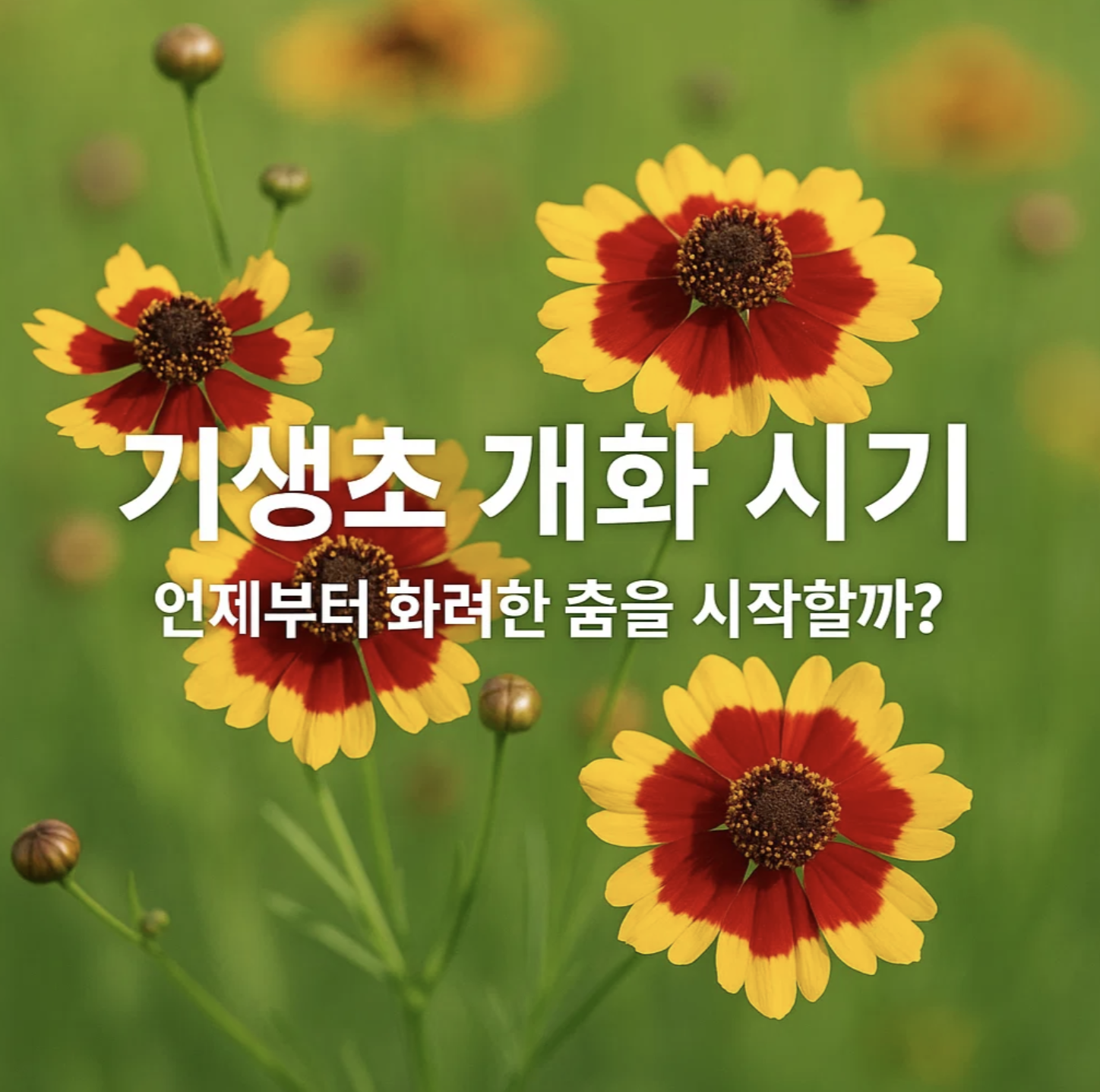 기생초 개화 시기, 언제부터 화려한 춤을 시작할까?