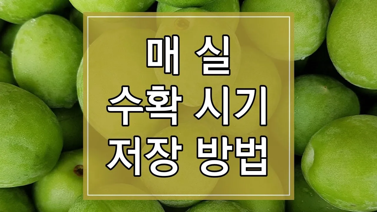매실 수확 시기 매실장아찌 매실청 매실주 담그는 법_1