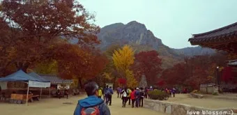 청송 주왕산 여행 코스 폭포 산책 주차 가을 단풍 포인트_16