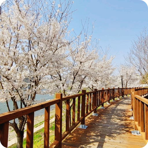 연천 한탄강 벚꽃 주상절리 한적한 경기도 최북단 봄 나들이