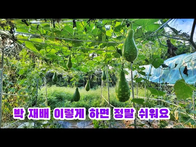 박 재배 직파 심기 순 따기 말림 보관_1