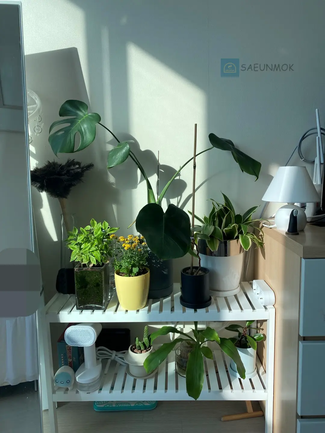 몬스테라-실내-인테리어