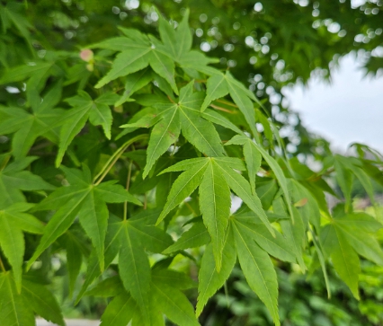 가을에 피는 꽃 단풍나무