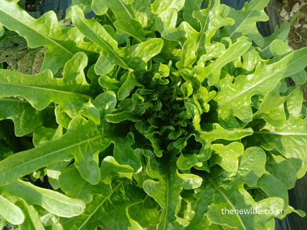 Top view of a lush green oak leaf lettuce with deeply lobed leaves.-깊게 갈라진 잎이 특징인 오크리프 상추를 위에서 본 모습.