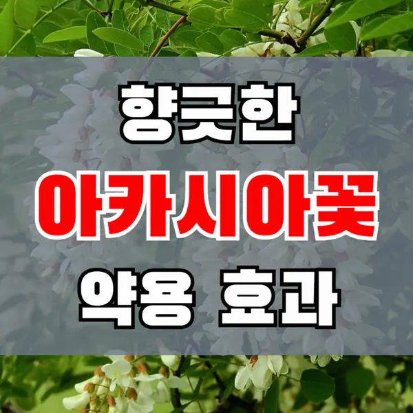 아카시아꽃 효능