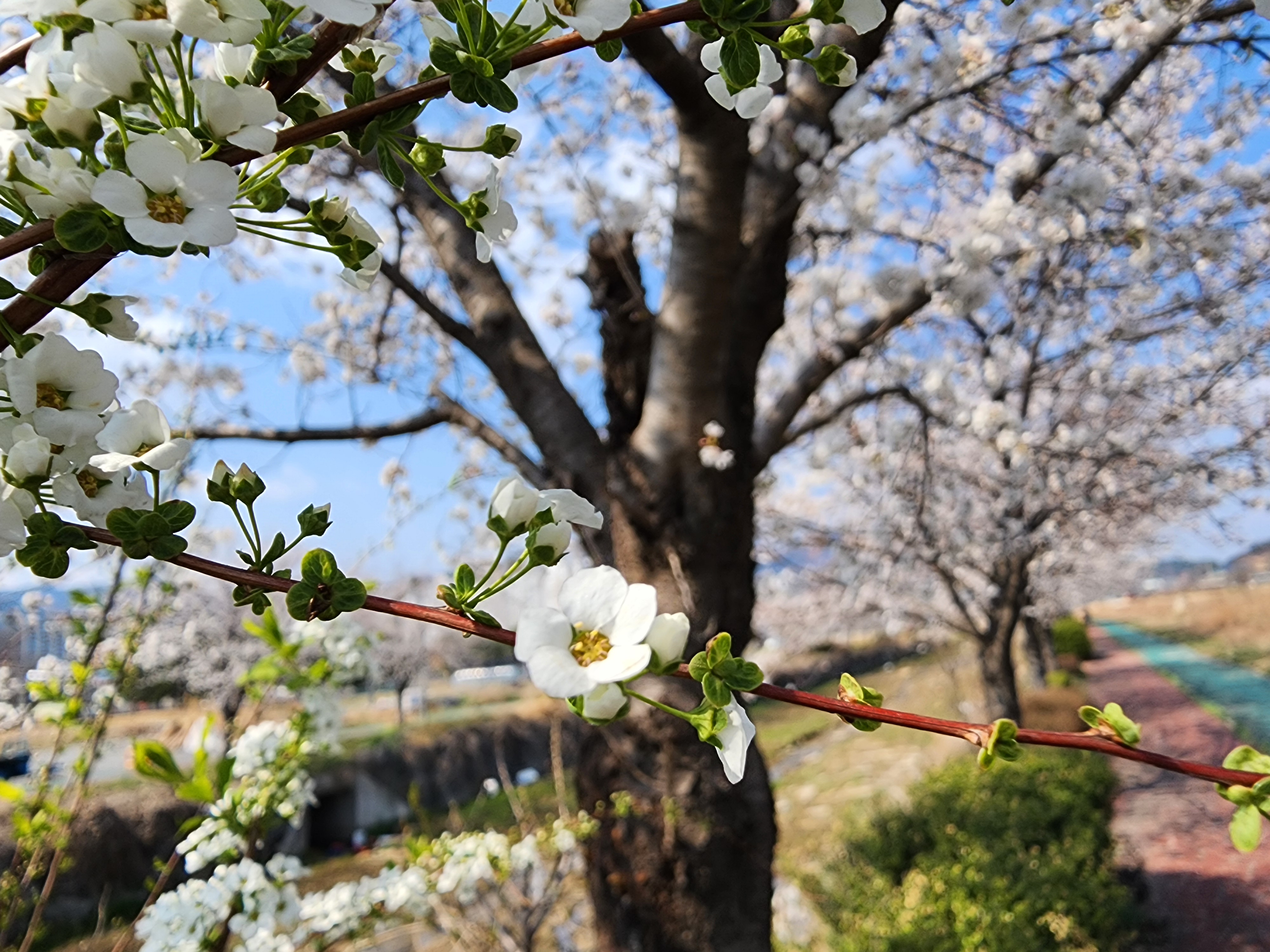 조팝나무 뒤로 벚나무가 보이죠? 조팝나무는 벚꽃과 거의 같은 시기에 피어서 같이 감상할 수 있어요.