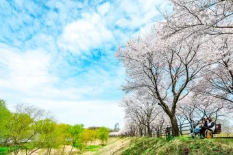 경기도 봄 여행지 추천 10곳 완벽 코스 가이드북_17