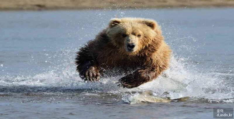 곰꿈 꿈해몽 10가지 태몽 길몽 길운 정리.두번째