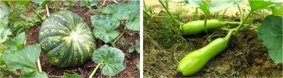 호박-종류-동양계-맷돌호박-늙은호박-애호박