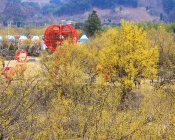 구례 산수유축제_14