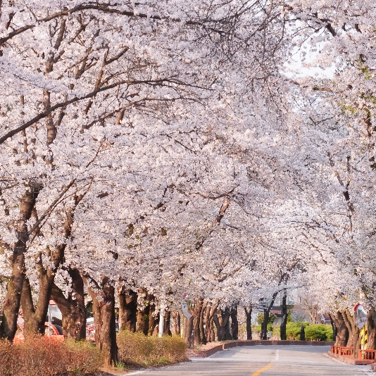 가평 에덴 벚꽃길