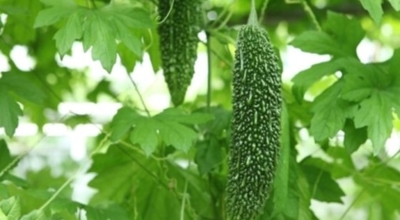 여주 이미지