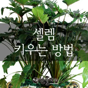 필로덴드론 물주기 지지대세우기 분갈이 비료관리 튼튼하게 키우기_32