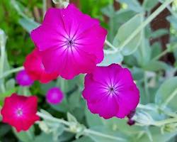 우단동자 이미지 사진