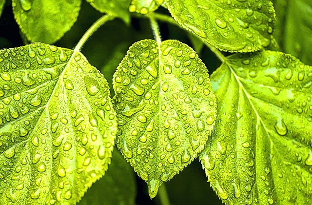 여러 장의 둥근 녹색잎에 빗방울들이 가득 맺혀있다.