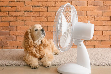 강아지와 선풍기