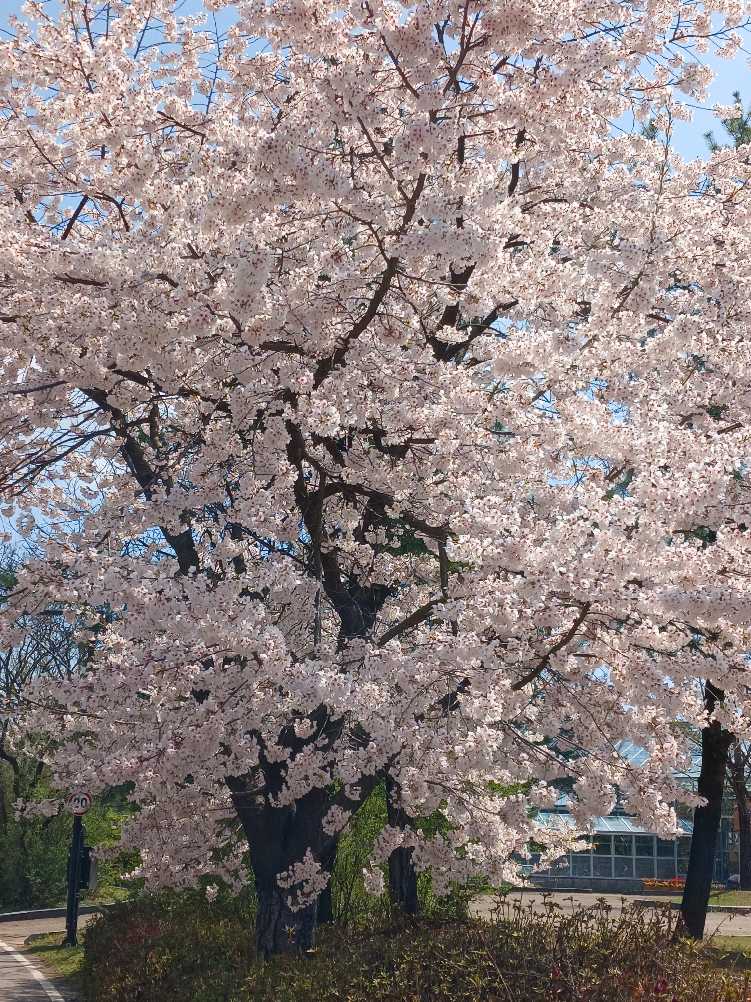 일산호수공원 벚꽃