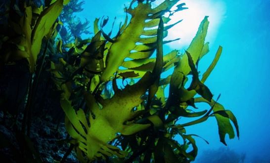 면역력에_좋은_음식_해조류