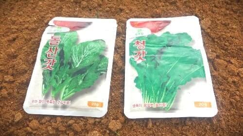 갓-청갓-돌산갓-재배-종자-심는시기-파종시기-수확시기