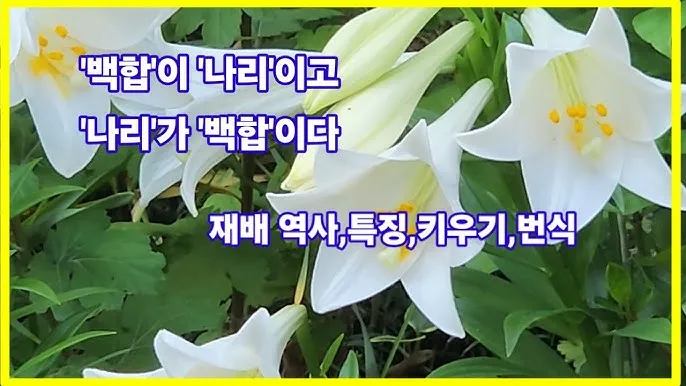 백합 재배 비늘줄기 분주 일조량 관리 절화 수확_2