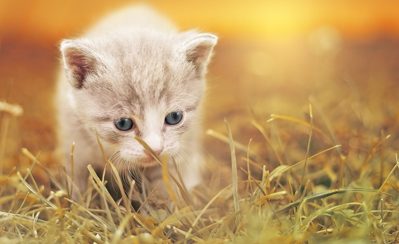 새끼 고양이 꿈의 상징성