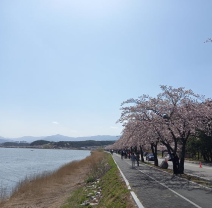 경포대 벚꽃길