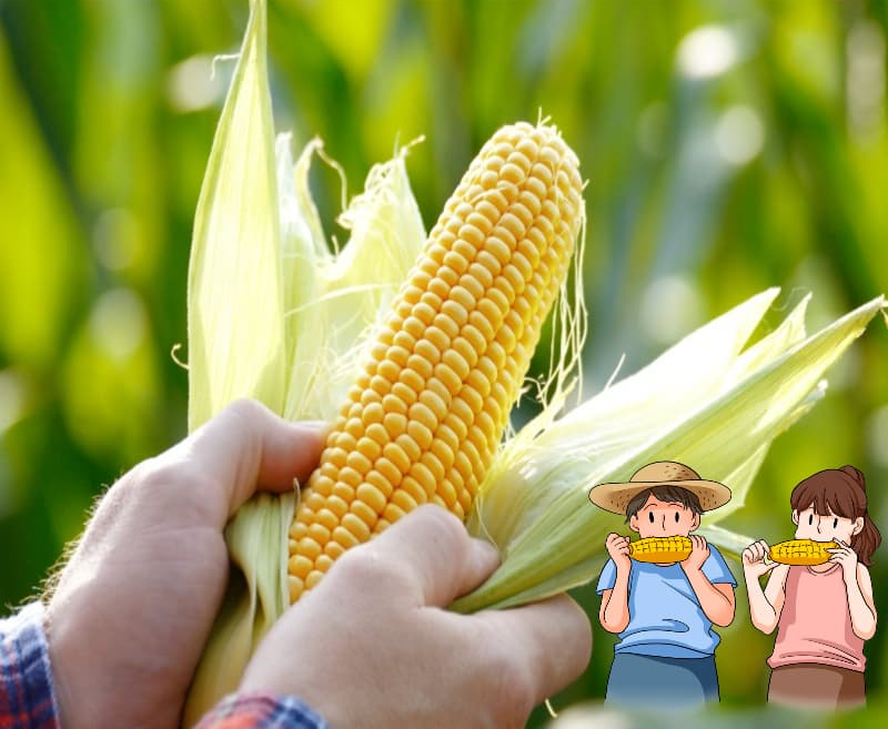 옥수수 맛있게 찌는 법 – 탱글탱글, 고소함 살리는 꿀팁 총정리